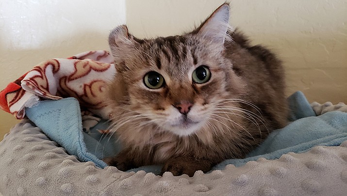 Sasha is a female, long-haired brown tabby, about 10 years old, seeking a forever home. (Courtesy image)