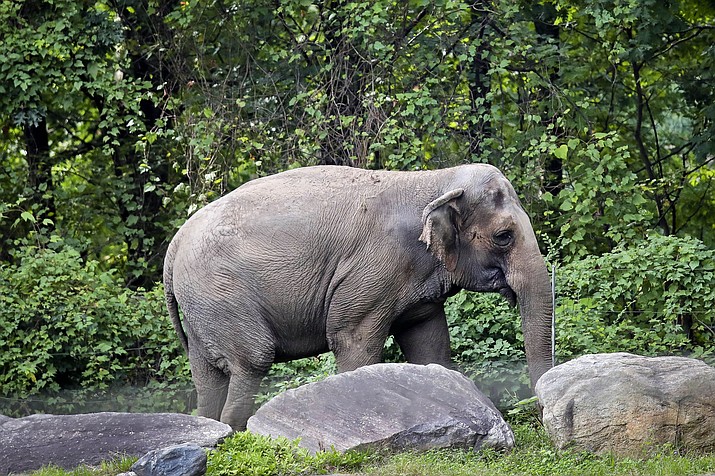 Bronx Zoo elephant "Happy" strolls inside the zoo's Asia Habitat in New York on Oct. 2, 2018. New York's top court on Tuesday, June 14, 2022, rejected an effort to free Happy the elephant from the Bronx Zoo, ruling that she does not meet the definition of "person" who is being illegally confined. (Bebeto Matthews/AP, File)