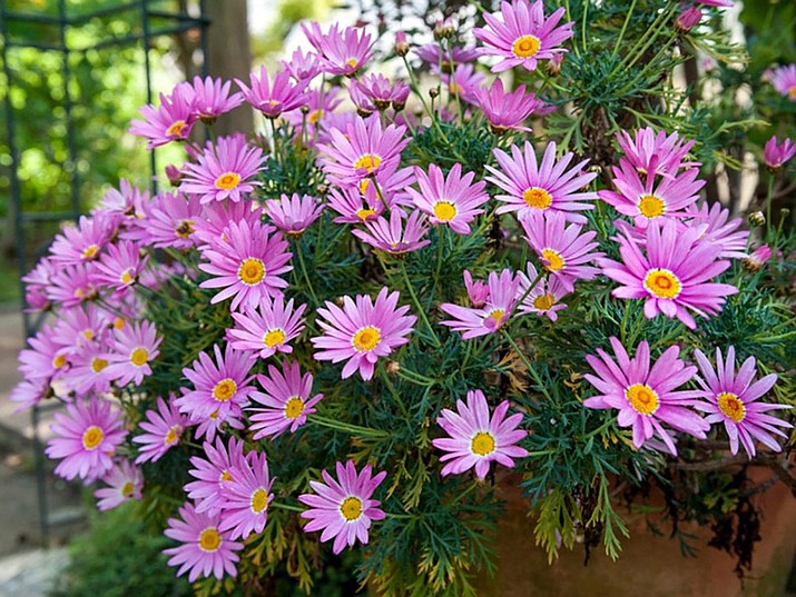 Asters. (Watters Garden Center/Courtesy)