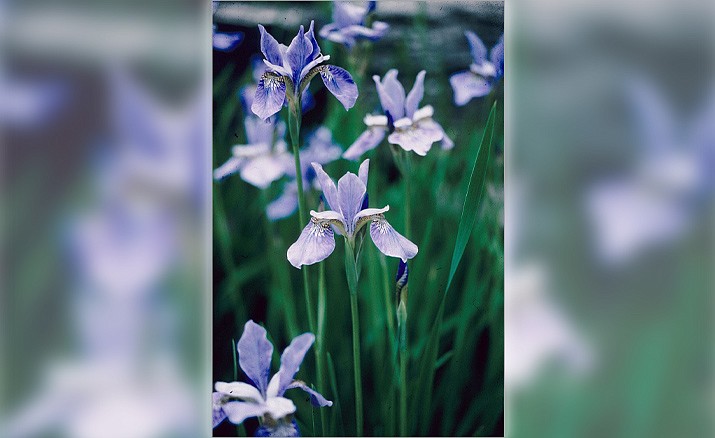 Perennial plants like Siberian Iris (Iris sibirica) tolerate full sun to part shade and provides year-round interest. (MelindaMyers.com/Courtesy)