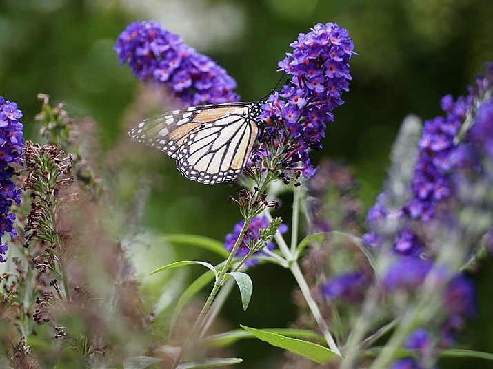 This image provided by John Damiano shows a monarch butterfly on Aug. 18, 2021, in Glen Head, N.Y. The use of chemicals against garden pests threatens bees, butterflies and other pollinators. (John Damiano/AP)