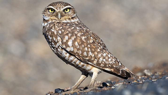 Quick thinking by a Casa Grande woman saved several colonies of burrowing owls from being entombed as vehicles were parked near habitats across the street from Vista Grande High School during a  recent graduation ceremony. (Photo by Frank Schulenburg, cc-by-sa-4.0, https://bit.ly/3n2JXlX)