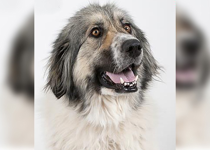 Hermes is a gorgeous 5-year-old Anatollian Shepherd mix weighing in at 87 pounds of sweetness and love! (Courtesy image)