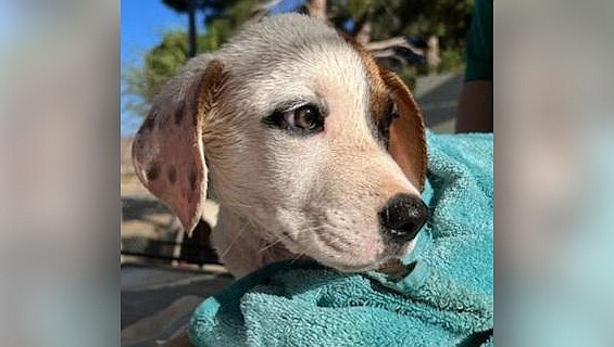 Friends of Mohave County Animal Shelter will host a “Pop-Up Puppy Palooza” at PetSmart on Stockton Hill Road on Wednesday, June 22 to find homes for puppies and dogs at the crowded animal shelter. (Courtesy photo)
