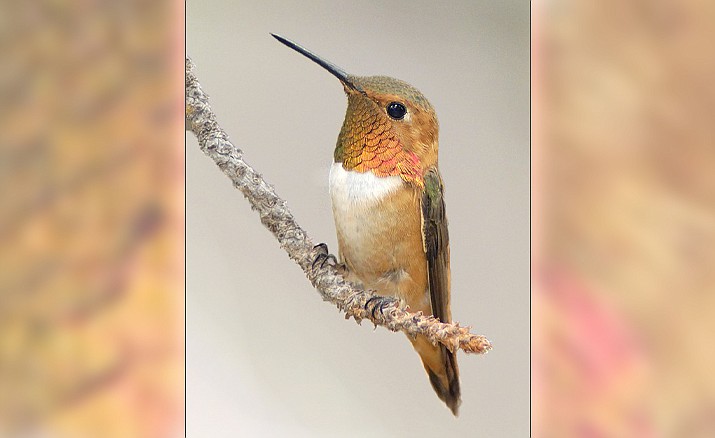 Rufous hummingbirds pass through the Central Highlands area of Arizona very quickly in the spring as they migrate to their breeding range in North America. (Jay’s Bird Barn/Courtesy)