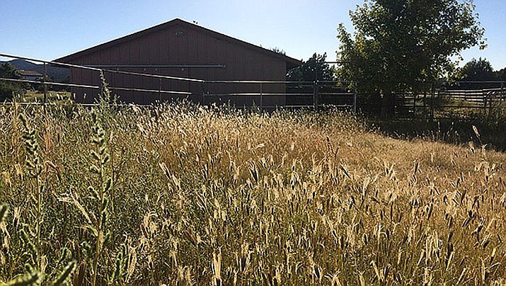 The grasses in front of my barn have gone to seed and are beyond dry – for lack of rain mostly. The last time we received precipitation in the form of rain was in April, I think; not sure I remember. (Tim Wiederaenders/Courier file)