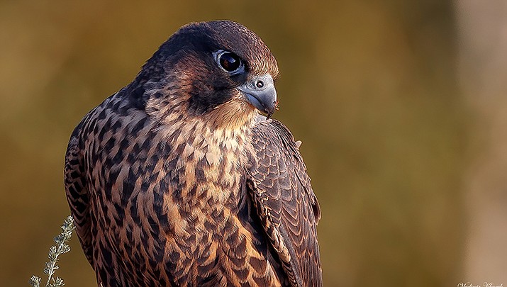 The Arizona Game and Fish Department will give a presentation on Birds of Prey at the Mohave County Library branch in Kingman on Wednesday, July 6. (Photo by Vladimir Kharuk, cc-by-sa-4.0, https://bit.ly/3ya2xz4)