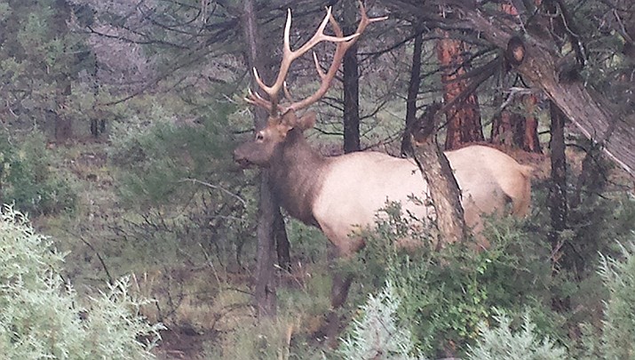 The Arizona Game and Fish Department is accepting entries for its 2023 Arizona Wildlife Calendar Photo Contest. Outdoors writer Don Martin took this photo of a bull elk in the Hualapai Mountains. (Photo by Don Martin/For the Miner)