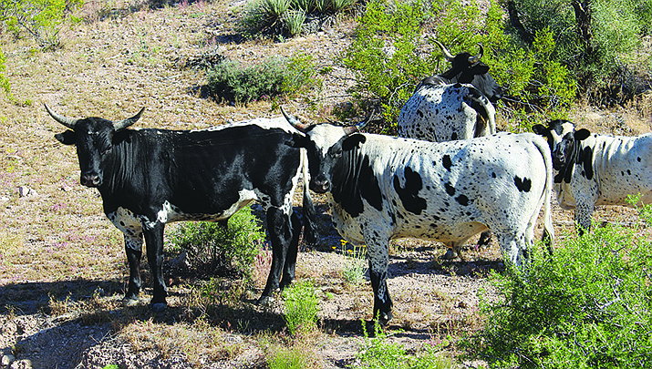 It is now a class 2 misdemeanor in Mohave County for anyone other than the owner to give food or water to open range livestock. (Miner file photo)
