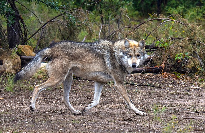 Mexican Gray Wolf. (Rod Gardner/Adobe)