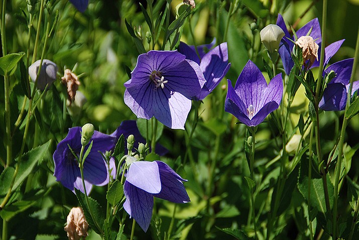 Removing the individual blooms of balloon flower as they fade will keep this plant looking its best. (MelindaMyers.com/Courtesy)