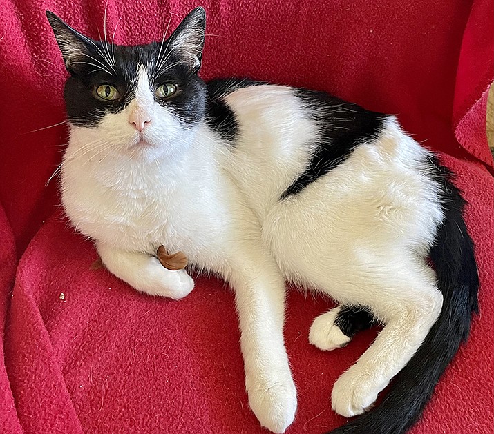 Bandit is a 7-year-old black and white neutered male. (Courtesy photo)