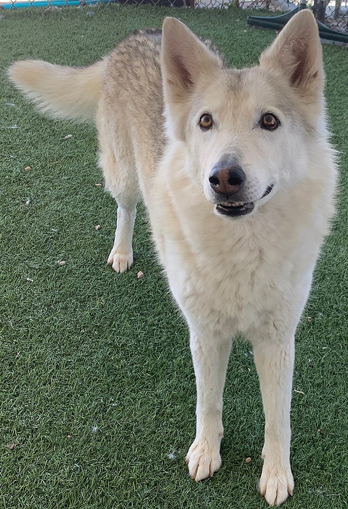 Raegan is an approximately 3-year-old Husky mix. (Courtesy image)