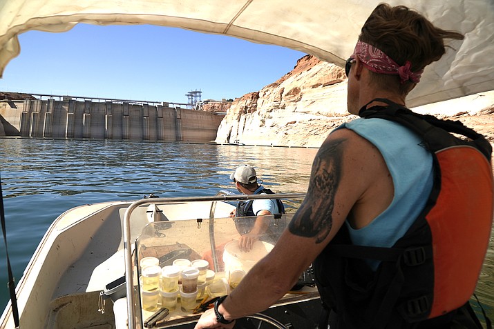 Utah State University master’s student Barrett Friesen steers a boat near Glen Canyon dam on Lake Powell June 7 in Page, Arizona. Confirming their worst fears for record-low lake levels, National Park Service fisheries biologists have discovered that smallmouth bass, a non-native predator fish, has made its way through the dam and appear to have spawned in the lower Colorado River, where it can prey on humpback chub, an ancient native fish they have been working to reestablish. (AP Photo/Brittany Peterson, File)