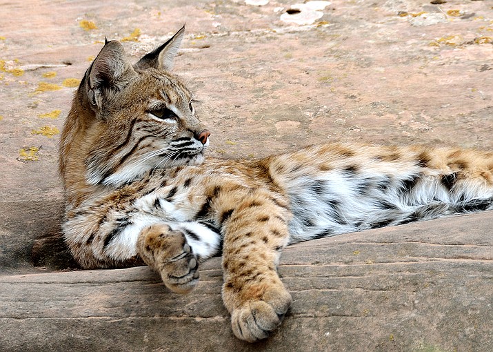 A bobcat rests at the Navajo Nation Zoological and Botanical Park in Window Rock. The zoo has more than 100 animals that are mostly rescued and rehabilitated. (Stan Bindell/NHO)
