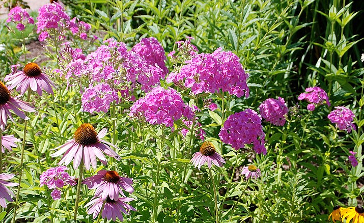 Shown is Phlox with echinacea in full bloom in a summer garden. (MelindaMyers.com/Courtesy)