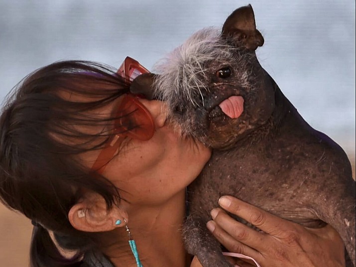 Mr. Happy Face, crowned the World’s Ugliest Dog on June 24, 2022, at the Sonoma-Marin Fair in Petaluma, California, relaxes at his Arizona home with his owner, Jeneda Benally, a Dine musician and activist. An elderly dog with a string of health issues, he is going to help raise support for other shelter and rez dogs. (Photo/Jeneda Benally via ICT)