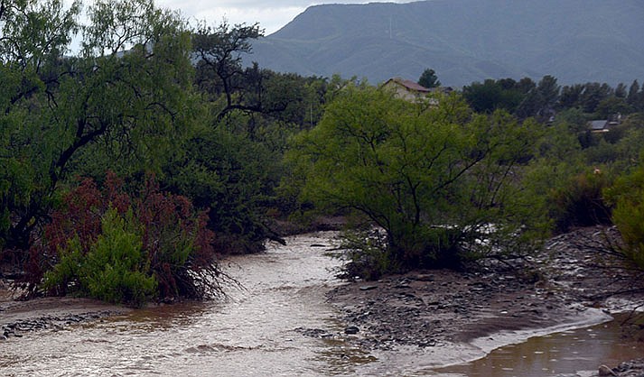 foresta verde ar