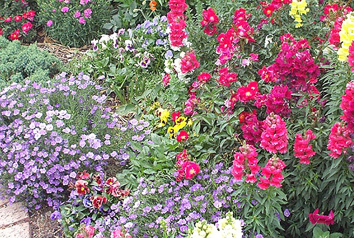 Best flowers without the allergy issues. (Watters Garden Center/Courtesy)