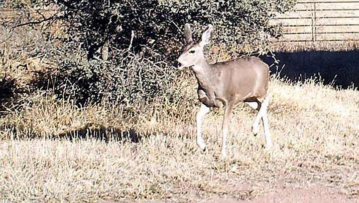 Wildlife, such as this doe, are common on properties in the Prescott area. (Tim Wiederaenders/Courier)