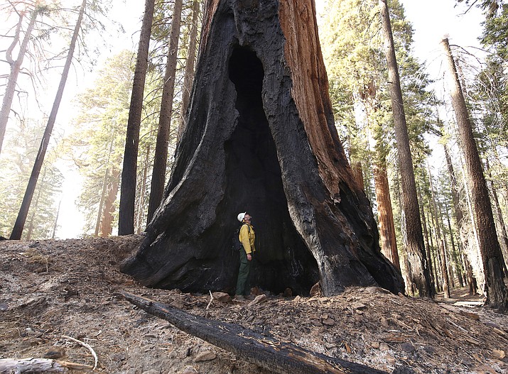 Assistant Fire Manager Leif Mathiesen, of the Sequoia & Kings Canyon Nation Park Fire Service, looks for an opening in the burned-out sequoias from the Redwood Mountain Grove which was devastated by the KNP Complex fires earlier in the year in the Kings Canyon National Park, California in 2021. (AP Photo/Gary Kazanjian, File)