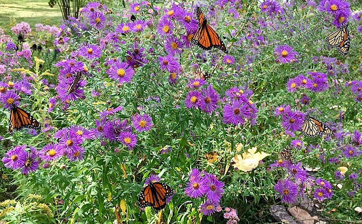 Butterflies on a purple blooming Aster (Watters Garden Center/Courtesy)