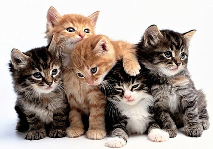 United Animal Friends hosts 'Kitten Kaboodle' on Saturday | The Daily ...