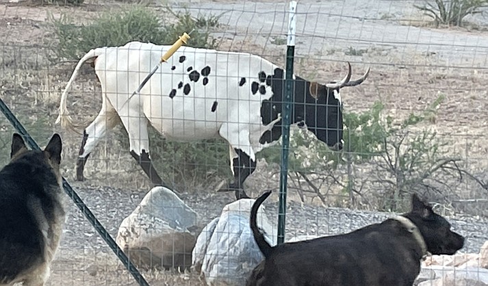 Unbranded cattle have been a problem for a Rimrock neighborhood for months, damaging property and leaving behind cow patties.