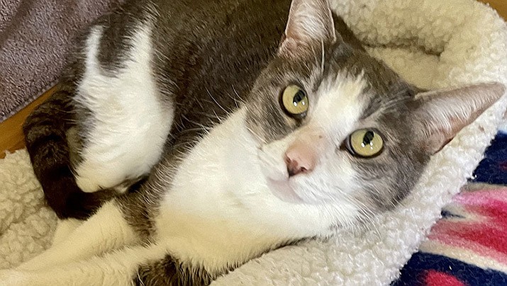 Kitty Pants is a 12-year-old gray-and-white female. (Courtesy image)