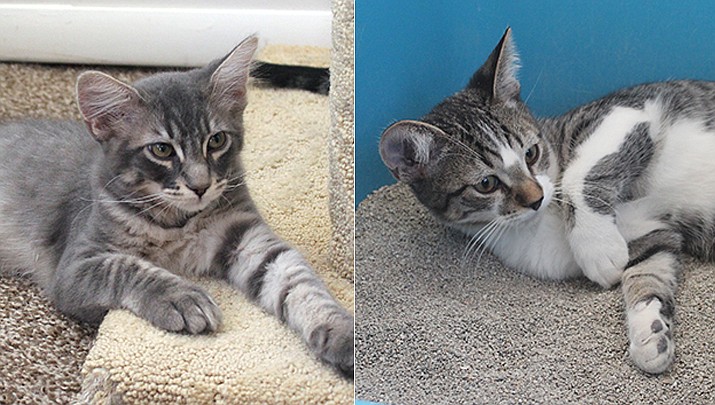 Sterling and Lingo, born April 1, 2022, are in need of forever homes. (Courtesy images)