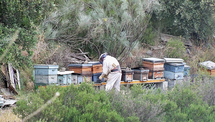 There’s a group of Black female beekeepers in Phoenix. (Photo by Daniel Capilla, cc-by-sa-4.0, https://bit.ly/3vyjvoZ)