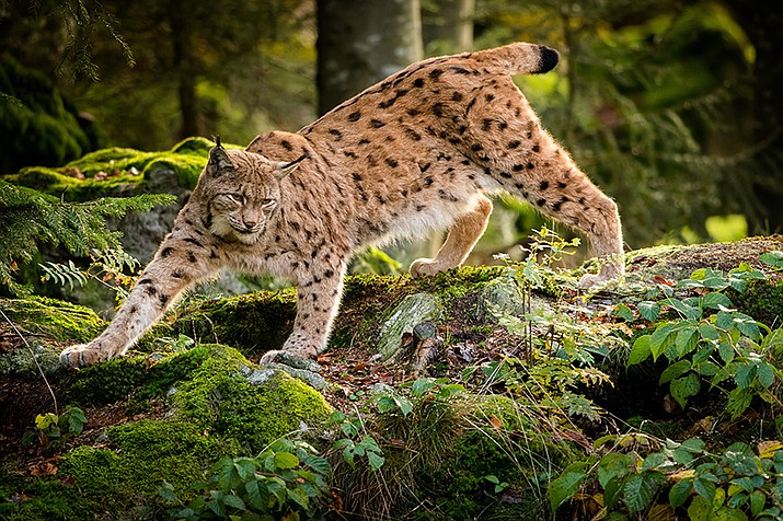 The CTC’s decades long wildlife programs recently reintroduced lynx cats back into the wild, and has significantly improved the Chinook salmon numbers, helping both tribal and non-tribal communities. (Adobe Stock)
