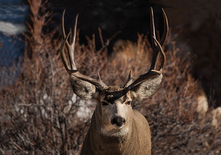 New archery deer hunting regulations will take effect in Arizona on Aug. 19, the opening day of the first archery hunting season. (Adobe Images)