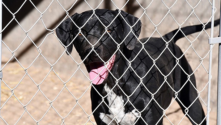 For the Luv of Paws Domestic Animal Rescue and Sanctuary will hold an adoption event on Saturday, Aug. 13 at the Kingman Petco from noon until 4 p.m. (File photo by Butch Meriwether/For the Miner)