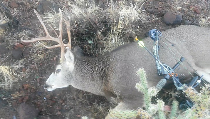 This 4x3 buck was taken on an archery hunt near Kingman. (Courtesy photo)