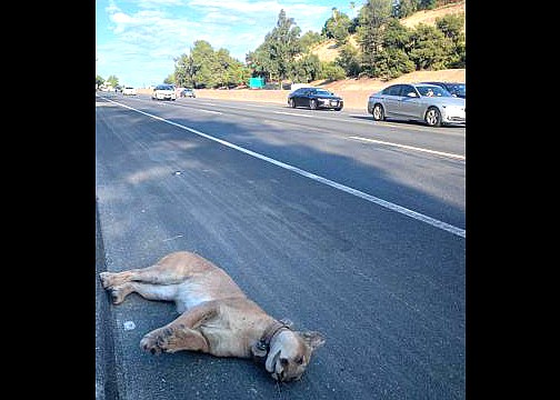 In this photo provided by the Santa Monica Mountains National Recreation Area, the mountain lion dubbed P-89, that was part of a National Park Service study, is seen after being fatally struck by a vehicle on a highway near Southern California’s Santa Monica Mountains July 18. (Santa Monica Mountains National Recreation Area via AP)