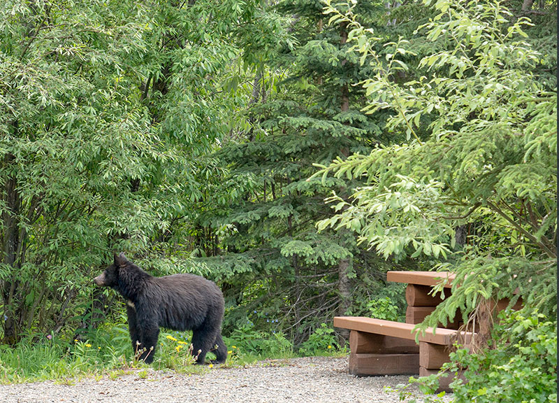 Prescott National Forest offers tips to be bearaware The Daily