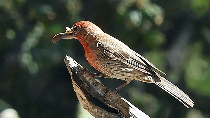 This house finch with a deformed beak was seen  just south of Sierra Vista, AZ. (Eric Moore/Courtesy)