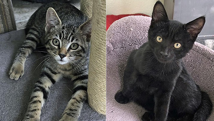 Rex and Rascal were born March 29, 2022. These brothers are very bonded and would like to be adopted together. (Courtesy photos)