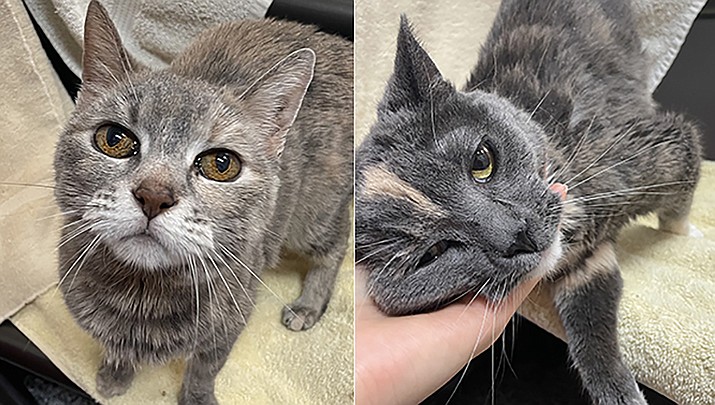 Simby and Starli are two little furry felines and are both 13-½ years old. (Courtesy photos)