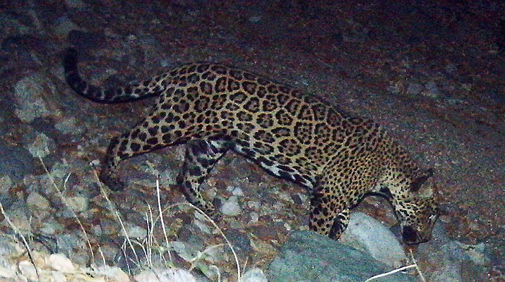 In this photo provided by the University of Arizona and U.S. Fish and Wildlife Service shows a male jaguar photographed by motion-detection wildlife cameras in the Santa Rita Mountains in Arizona on April 30, 2015 as part of a Citizen Science jaguar monitoring project conducted by the University of Arizona, in coordination with U.S. Fish and Wildlife Service. According to Borderlands Linkages, a binational collaboration of eight conservation groups, this cat is known as “El Jefe,” or “The Boss,“ is one of the oldest jaguars on record along the border and one of few known to have crossed the border. (University of Arizona and U.S. Fish and Wildlife Service/AP)
