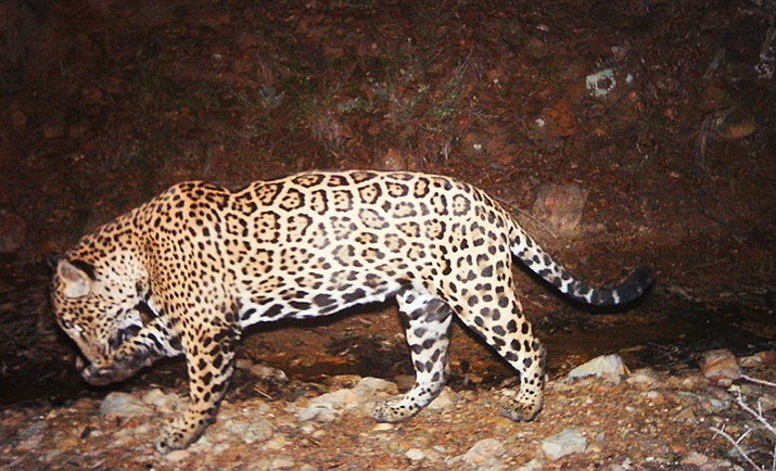 A well-known Arizona jaguar nicknamed El Jefe has successfully navigated the border, and has been photographed in central Sonora state in Mexico. (Photo by U.S. Fish and Wildlife Service, public domain, https://bit.ly/3vWsVei)