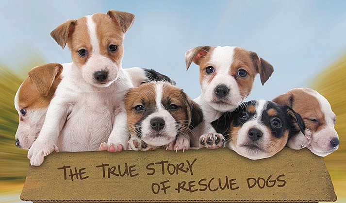 Millions of rescue dogs from the rural South have been transported to new homes thanks to the tireless efforts of a vast, grassroots network of dog rescuers. “Free Puppies!” is the true story of where those dogs come from and the challenges facing a group of women rescuers working together to save them.