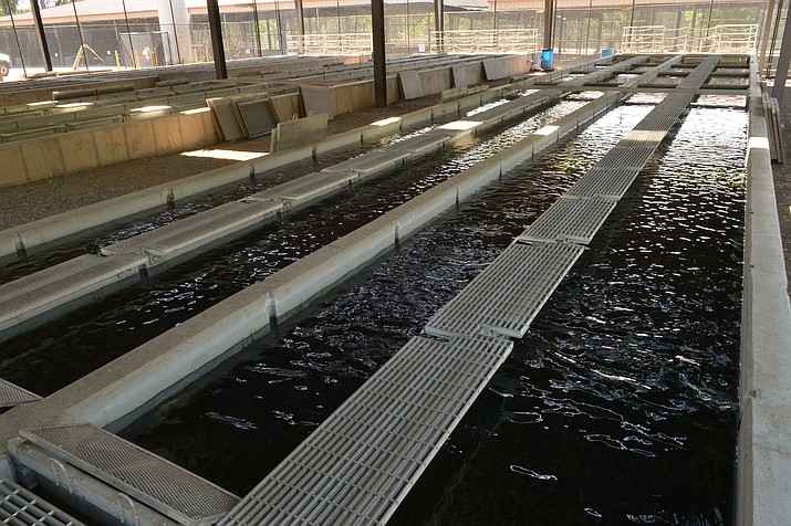 Page Springs Hatchery suspended trout stockings in June and now is closing down until October. (AZGFD photo)