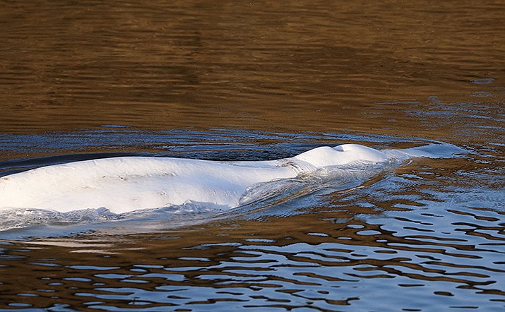 Beluga whale that strayed into France's Seine river swims near the Notre-Dame-de-la-Garenne lock in Saint-Pierre-la-Garenne, west of Paris, France, Tuesday, Aug. 9, 2022. (Benoit Tessier/Pool via AP)