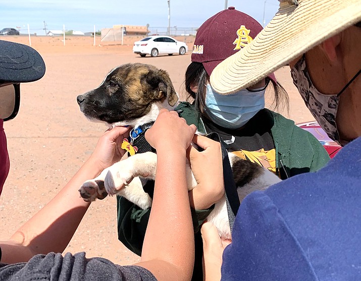 A puppy is given vaccines at a clinic in May. A mobile spay/neuter and vaccination clinic is returning to Tuba City in August and September. (Photo courtesy of Tuba City Humane Society)