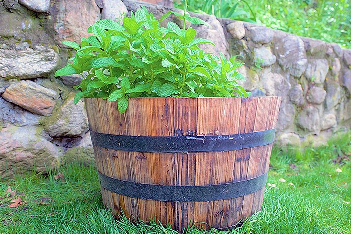 Mint plants are among the most commonly grown plants in local gardens — even in a barrel. (Watters Garden Center/Courtesy photo)