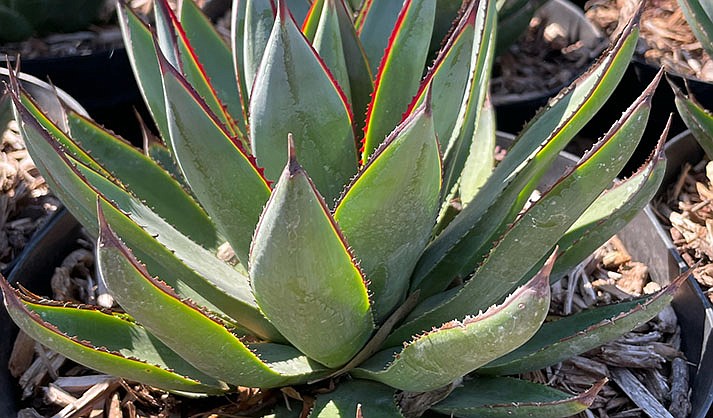 Blue Glow Agave plants ready for your garden. (Verde River Growers/courtesy)