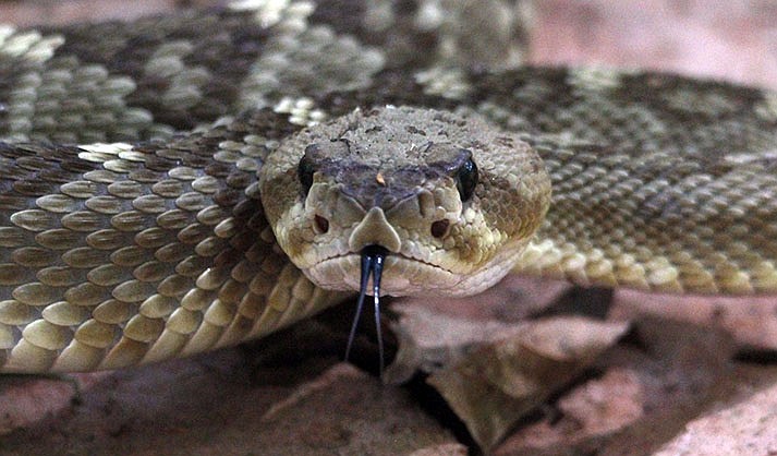 A black-tailed rattlesnake showed up on Kingfisher Bridge in Red Rock State Park near Sedona Sept. 12. (RRSP_ASP&T)