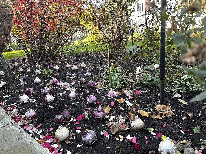 This November 2021 image shows fall bulbs in place for planting in Glen Head, N.Y. (Jessica Damiano/AP)